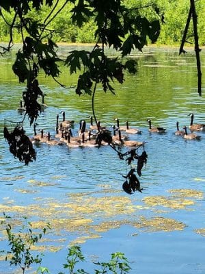 Dallas City Park