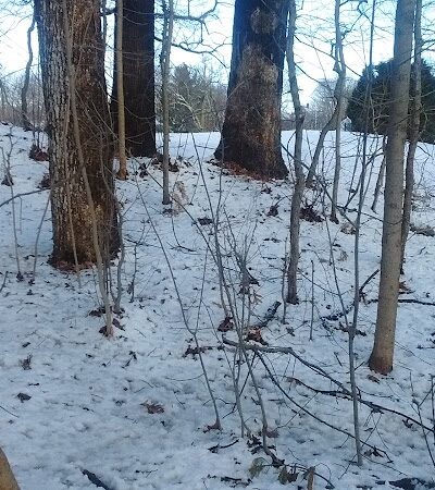Baker Park - Darien, CT