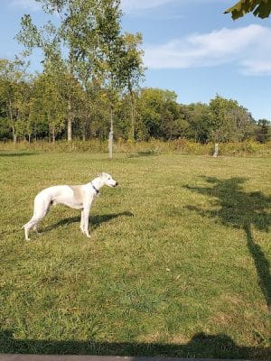Oldfield Oaks Dog Park