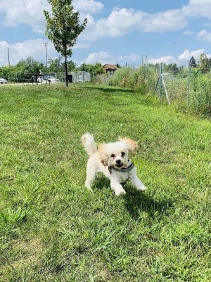 Oldfield Oaks Dog Park