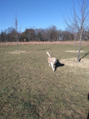 Oldfield Oaks Dog Park