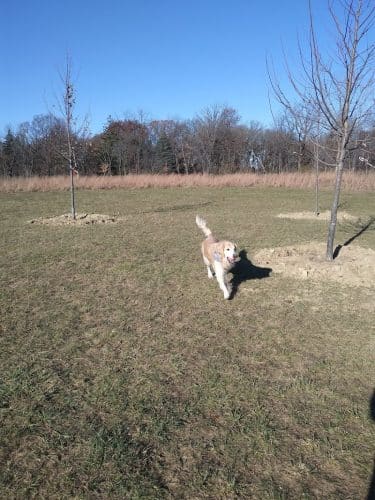Oldfield Oaks Dog Park