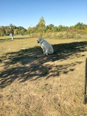 Oldfield Oaks Dog Park