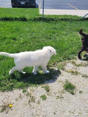 Oldfield Oaks Dog Park