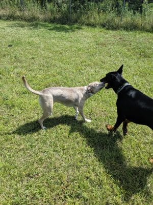 Oldfield Oaks Dog Park