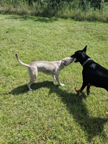 Oldfield Oaks Dog Park