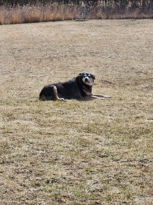Oldfield Oaks Dog Park