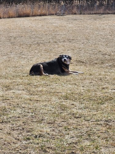 Oldfield Oaks Dog Park