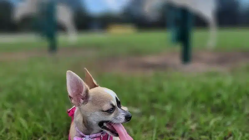 Dog park - Davenport, FL