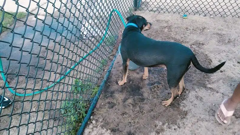 Dog park - Davenport, FL