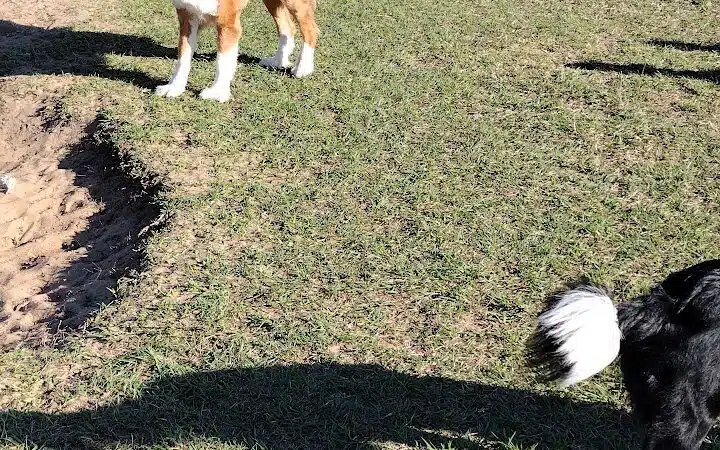 Dog park - Davenport, FL