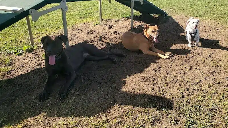 Dog park - Davenport, FL