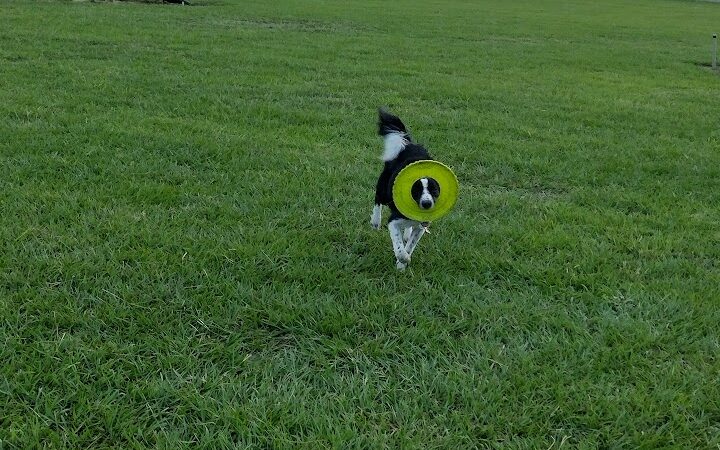 Dog park - Davenport, FL