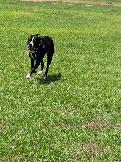 Dog park - Davenport, FL