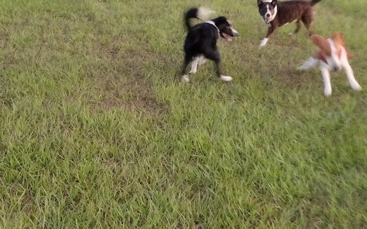 Dog park - Davenport, FL