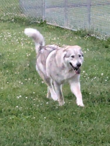 N. Marquette Dog Park