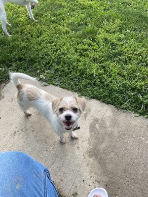 N. Marquette Dog Park