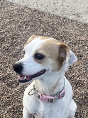 N. Marquette Dog Park