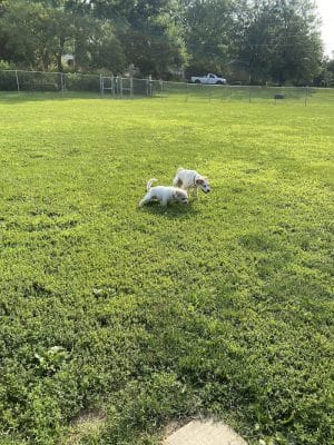 N. Marquette Dog Park