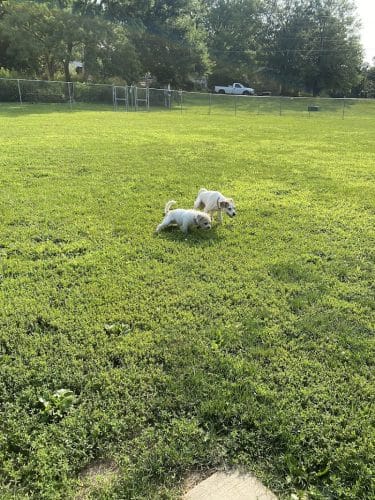 N. Marquette Dog Park