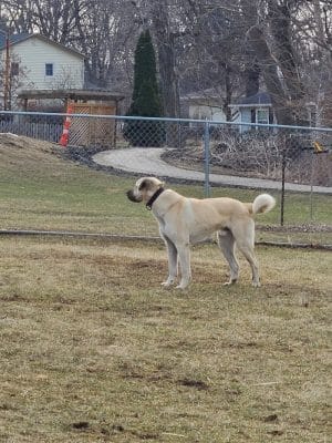 N. Marquette Dog Park