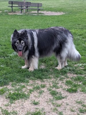 N. Marquette Dog Park