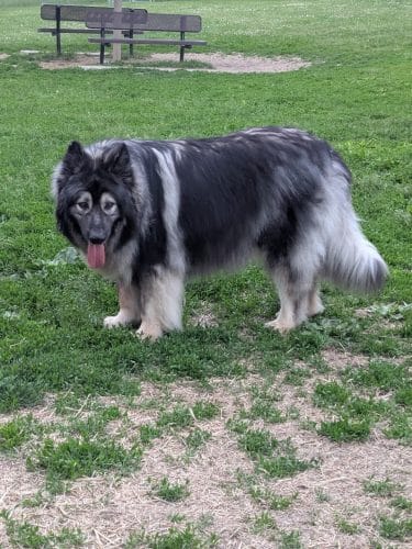 N. Marquette Dog Park