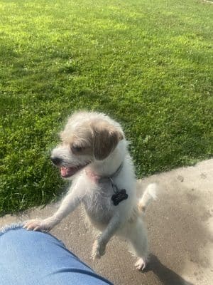 N. Marquette Dog Park