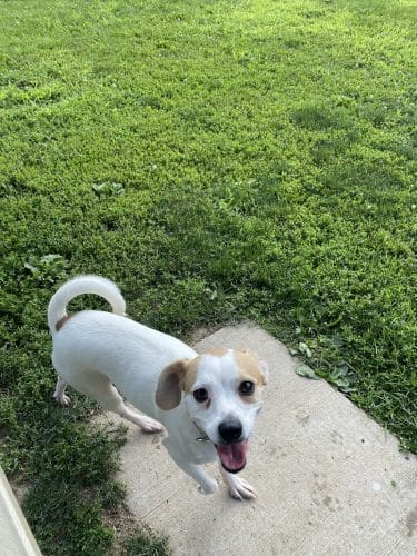 N. Marquette Dog Park