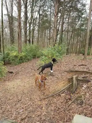 The Preserve Dog Park