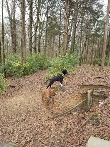 The Preserve Dog Park - Davidson, NC