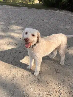 The Preserve Dog Park