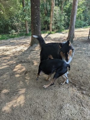 The Preserve Dog Park