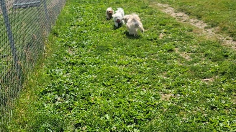 Montgomery County Bark Park Dayton - Dayton, OH