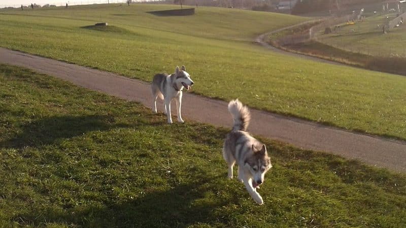 Montgomery County Bark Park Dayton - Dayton, OH