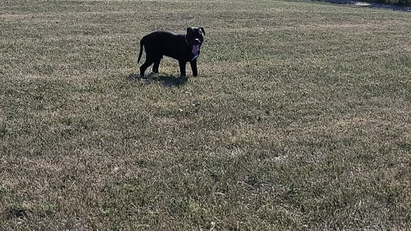 Montgomery County Bark Park Dayton - Dayton, OH