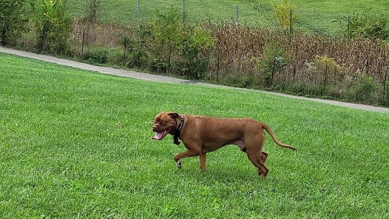 Montgomery County Bark Park Dayton - Dayton, OH