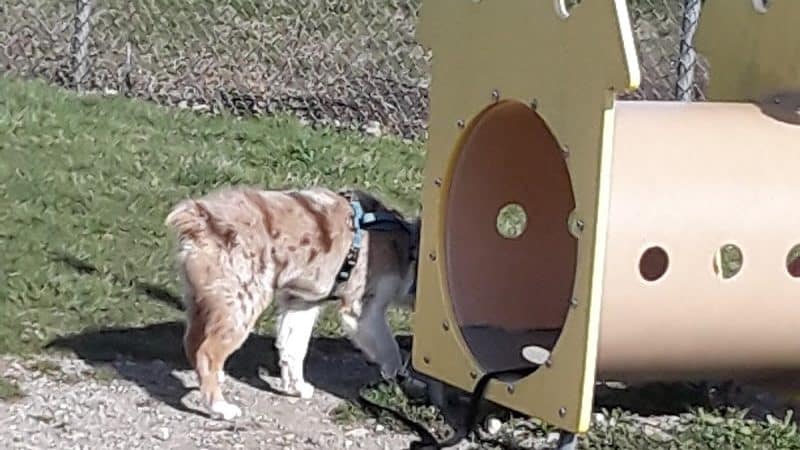 Montgomery County Bark Park Dayton - Dayton, OH