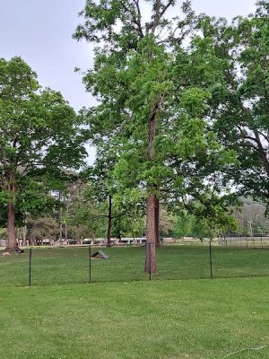 Dayton Dog Park