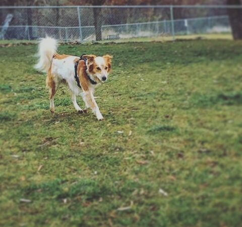 Dayton Dog Park - Dayton, WA