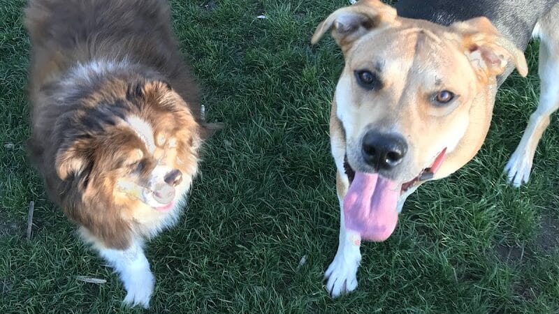 Dayton Dog Park - Dayton, WA