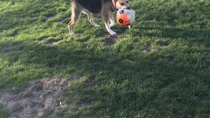 Dayton Dog Park - Dayton, WA