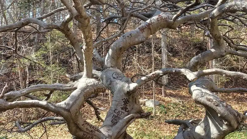 Cat Hollow Park - Dayville, CT