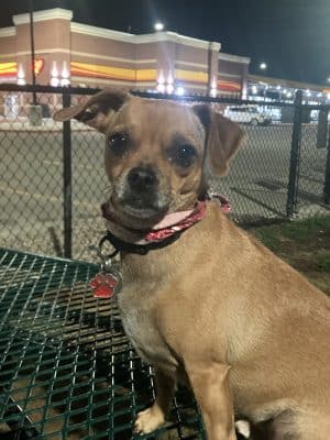 Dog Park at Love's Travel Stops