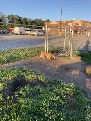 Dog Park at Love's Travel Stops