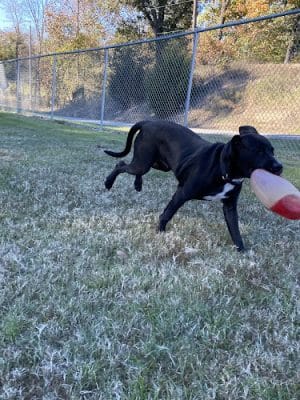 Paws Playground - De Soto, IL