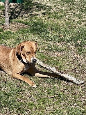 Paws Playground - De Soto, IL