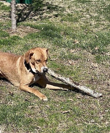 Paws Playground - De Soto, IL