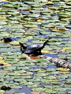 Lily Pond Park
