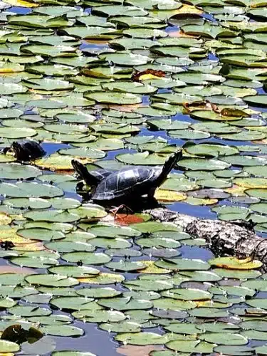 Lily Pond Park - Deer Isle, ME